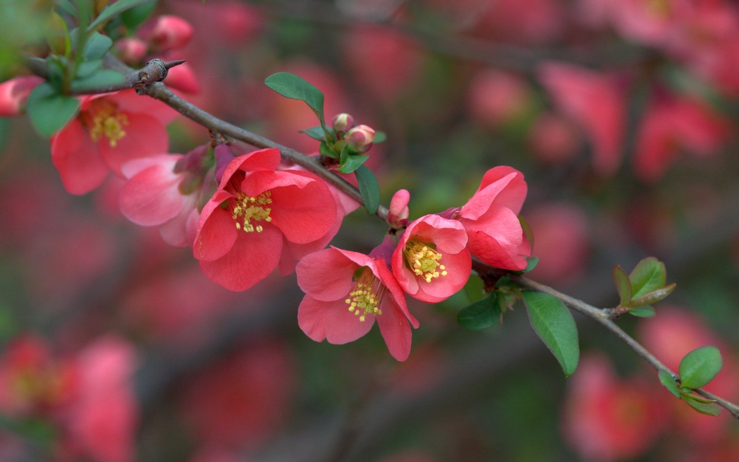 Обои ветка, цветение, макро, весна, цветки, айва, branch, flowering, macro, spring, flowers, quince разрешение 3600x2402 Загрузить