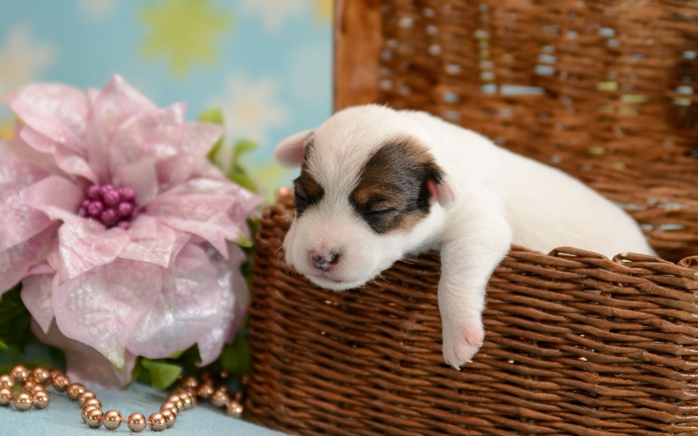 Обои цветок, щенок, корзина, кроха, flower, puppy, basket, baby разрешение 1920x1235 Загрузить