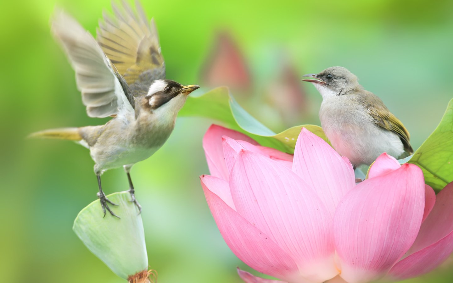 Цветы и птицы