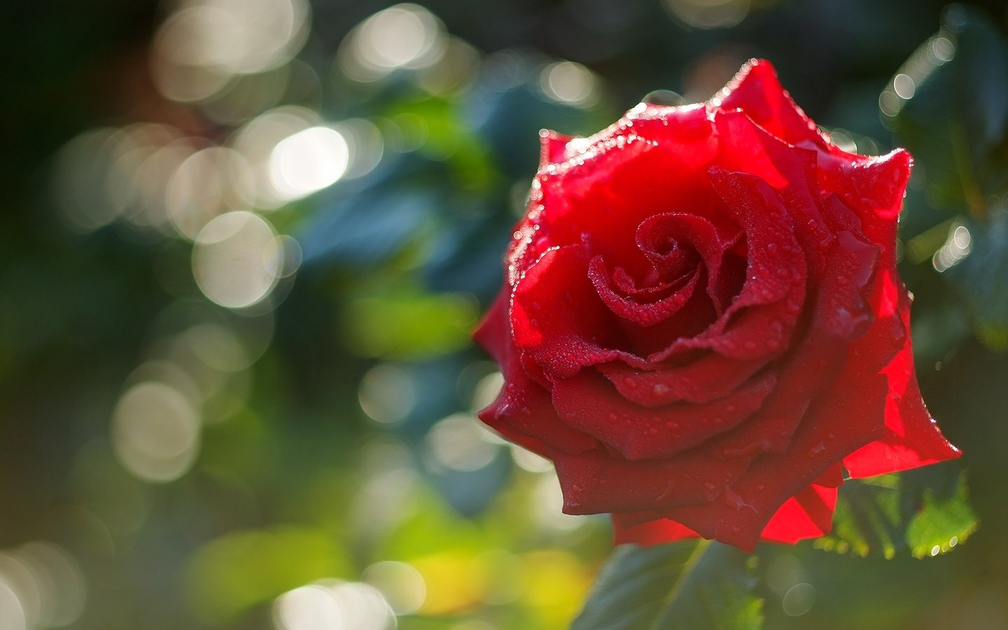 Обои макро, роза, красная, macro, rose, red разрешение 2000x1338 Загрузить
