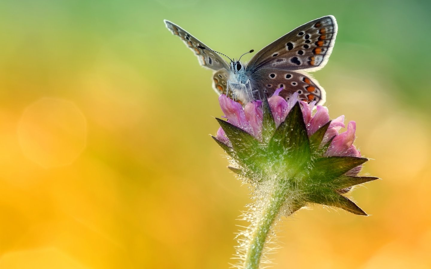 Обои макро, насекомое, цветок, бабочка, крылья, macro, insect, flower, butterfly, wings разрешение 2048x1313 Загрузить