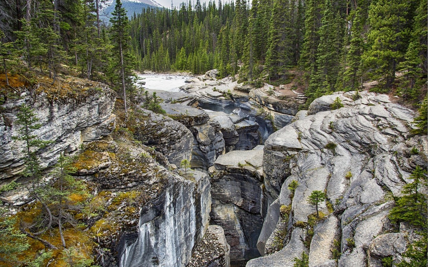 Обои деревья, национальный парк банф, горы, mistaya canyon, скалы, камни, лес, ручей, канада, провинция альберта, trees, banff national park, mountains, at mistaya canyon, rocks, stones, forest, stream, canada, alberta разрешение 2880x1920 Загрузить