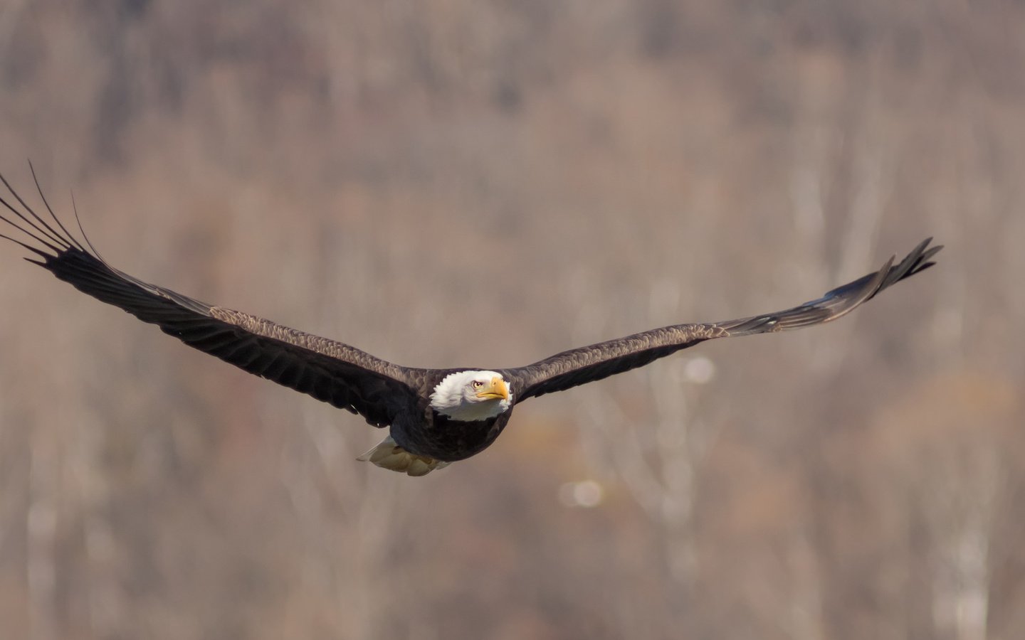 Обои полет, крылья, птица, взмах, белоголовый орлан, flight, wings, bird, stroke, bald eagle разрешение 2048x1152 Загрузить