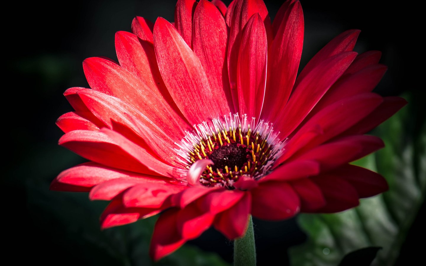 Обои макро, лепестки, гербера, macro, petals, gerbera разрешение 2048x1508 Загрузить