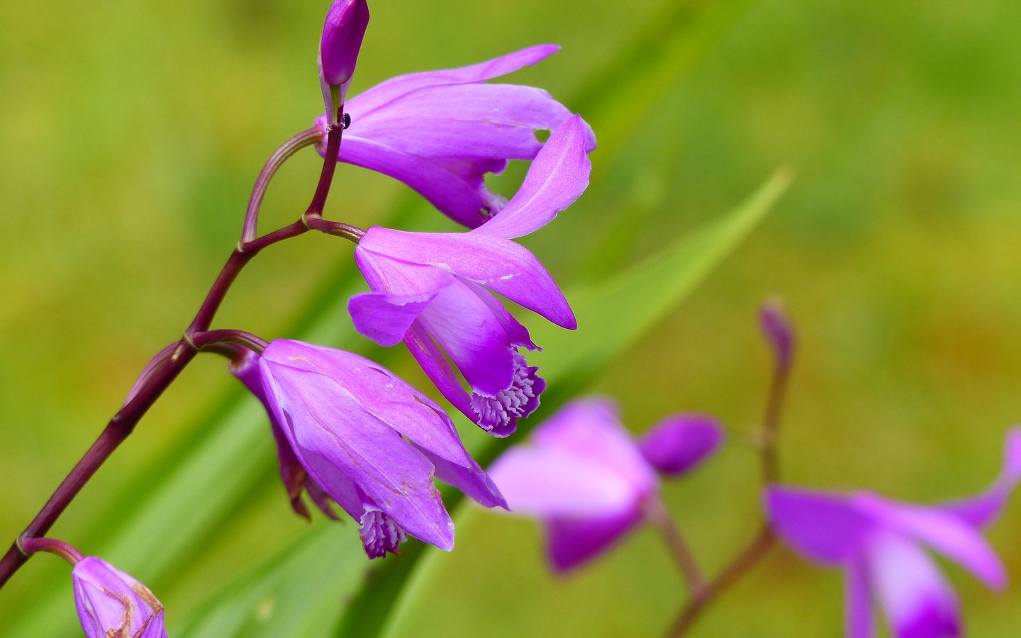 Обои цветы, орхидеи, цветком, orchis laxiflora, болотные, ятрышник, flowers, orchids, flower, marsh, orchis разрешение 4000x3000 Загрузить