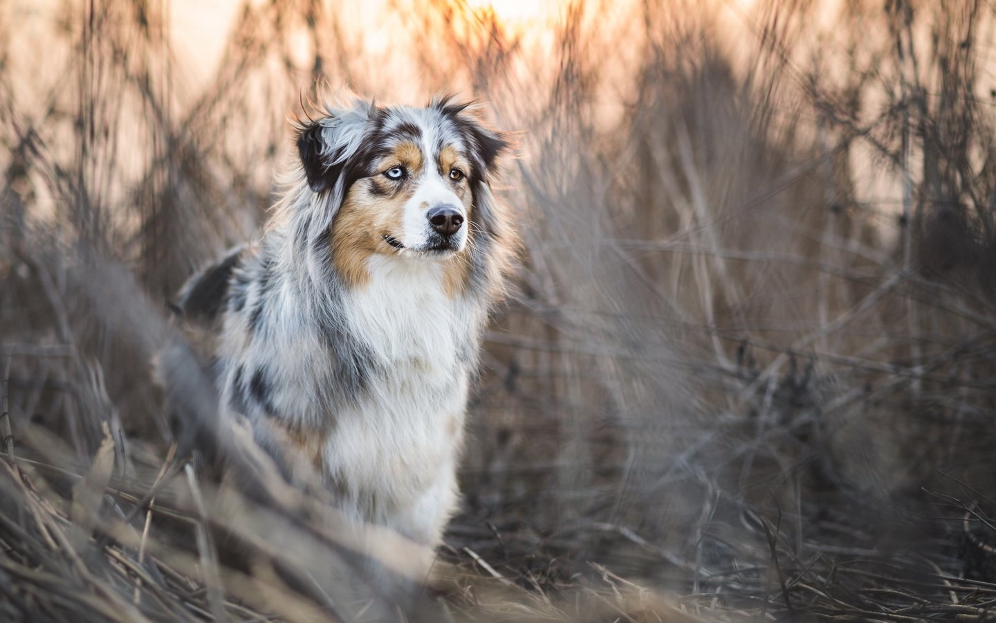 Обои трава, собака, заросли, аусси, grass, dog, thickets, aussie разрешение 2048x1152 Загрузить