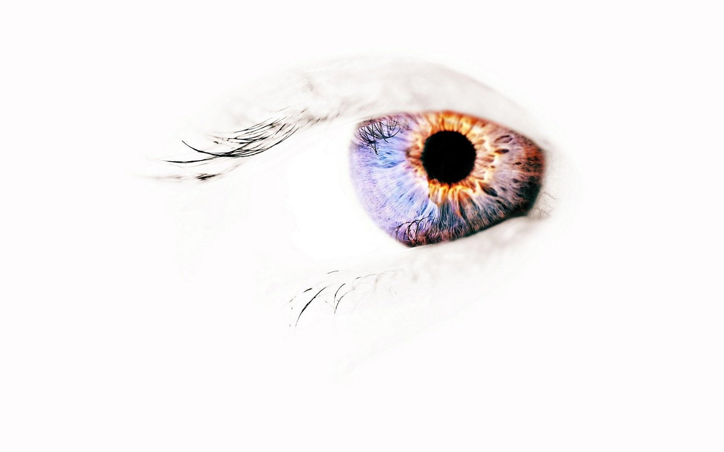 Обои глаза, фон, белый, eyes, background, white разрешение 1920x1200 Загрузить