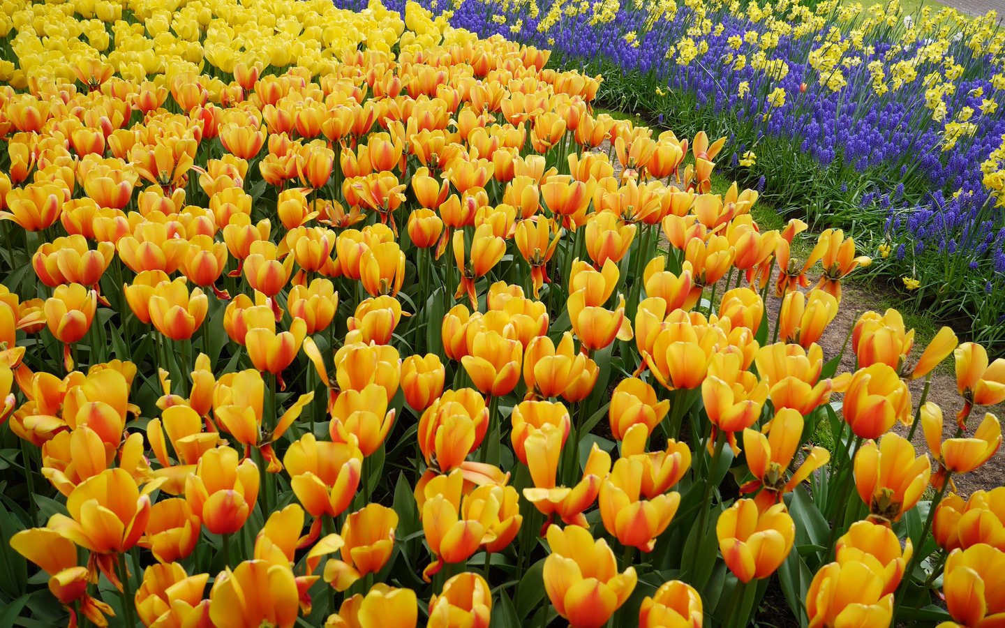 Обои тюльпаны, много, желтые, оранжевые, tulips, a lot, yellow, orange разрешение 4335x2800 Загрузить