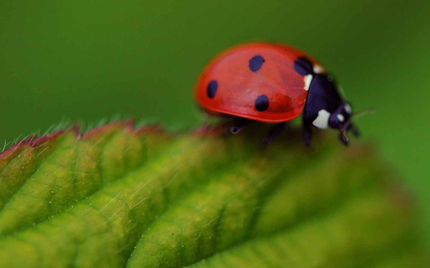 Обои макро, насекомое, листок, божья коровка, macro, insect, leaf, ladybug разрешение 3588x2018 Загрузить