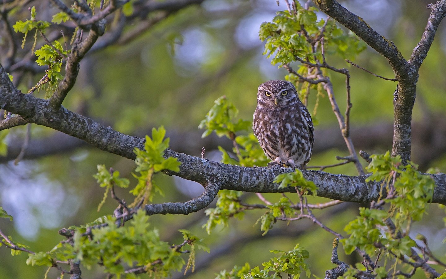 Обои сова, природа, дерево, ветки, птица, сыч, домовый, owl, nature, tree, branches, bird, house разрешение 2048x1366 Загрузить