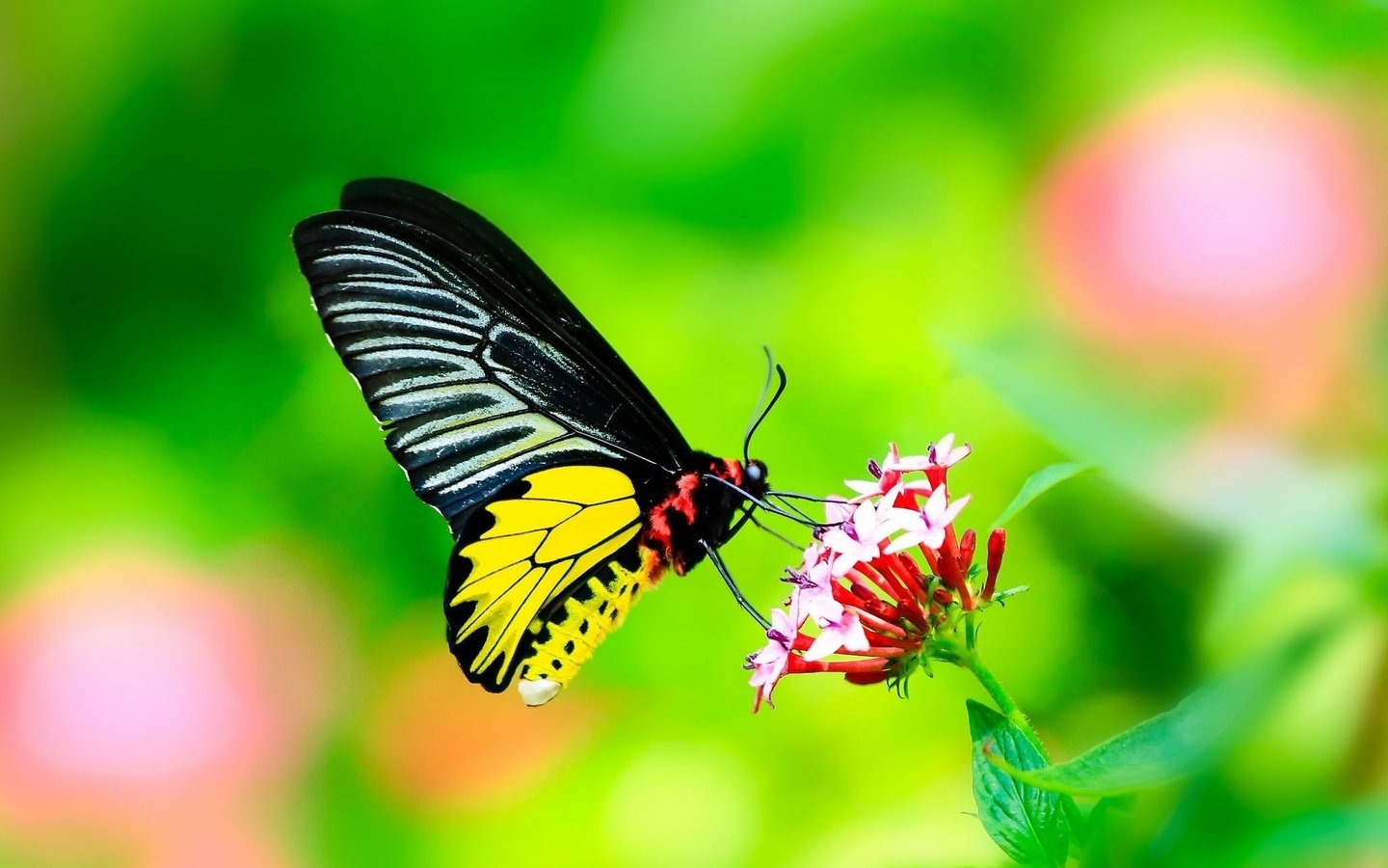 Обои листья, макро, насекомое, цветок, бабочка, крылья, leaves, macro, insect, flower, butterfly, wings разрешение 2048x1278 Загрузить