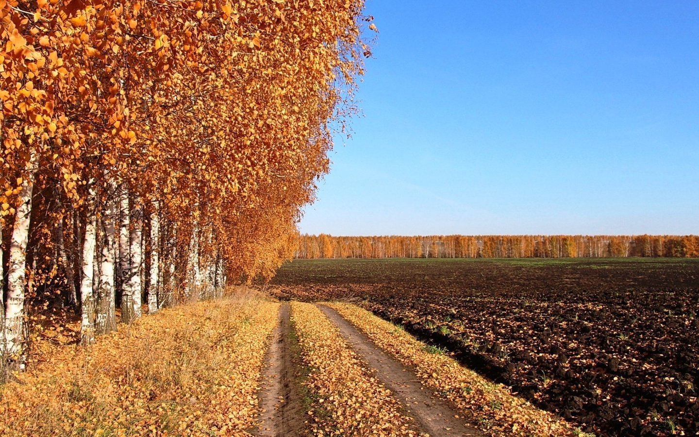 Обои дорога, поле, березы, осень, проселочная дорога, road, field, birch, autumn, country road разрешение 2500x1406 Загрузить