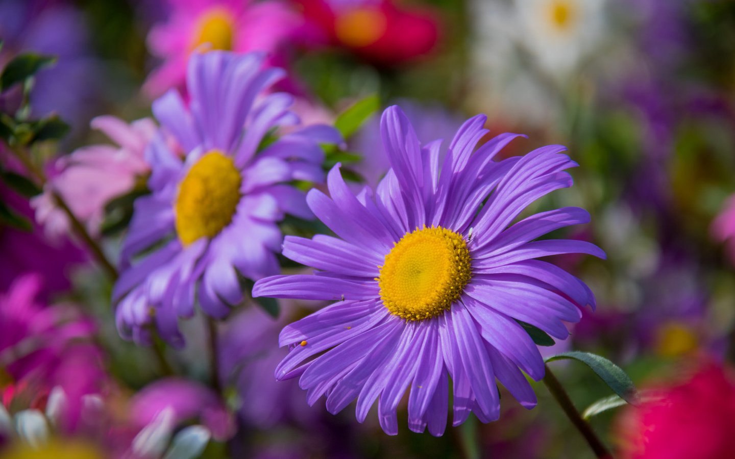 Обои цветы, макро, лепестки, астры, flowers, macro, petals, asters разрешение 2048x1365 Загрузить