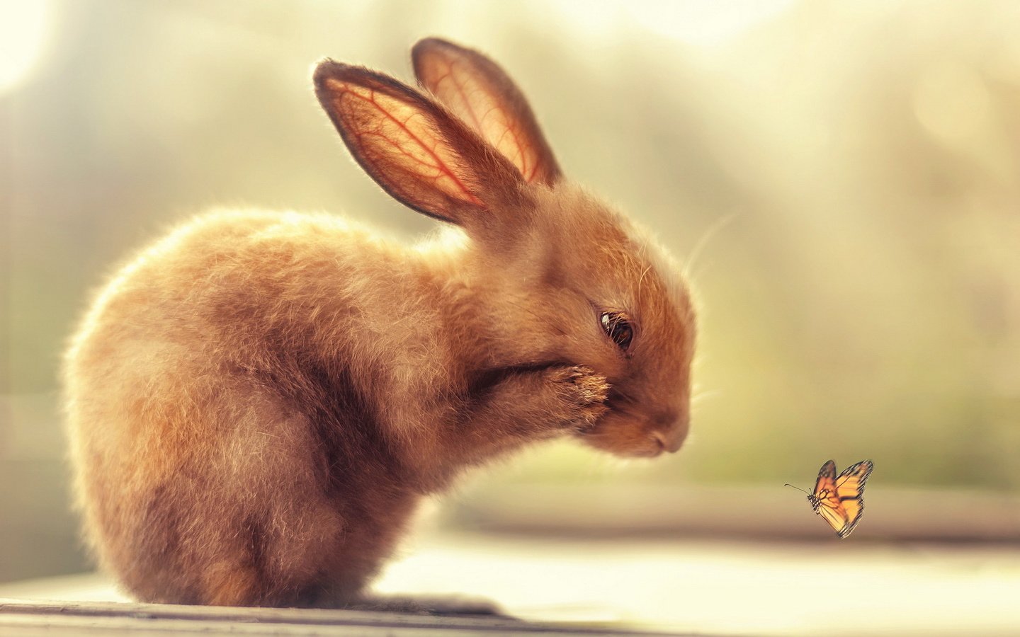 Обои природа, бабочка, кролик, nature, butterfly, rabbit разрешение 1920x1200 Загрузить