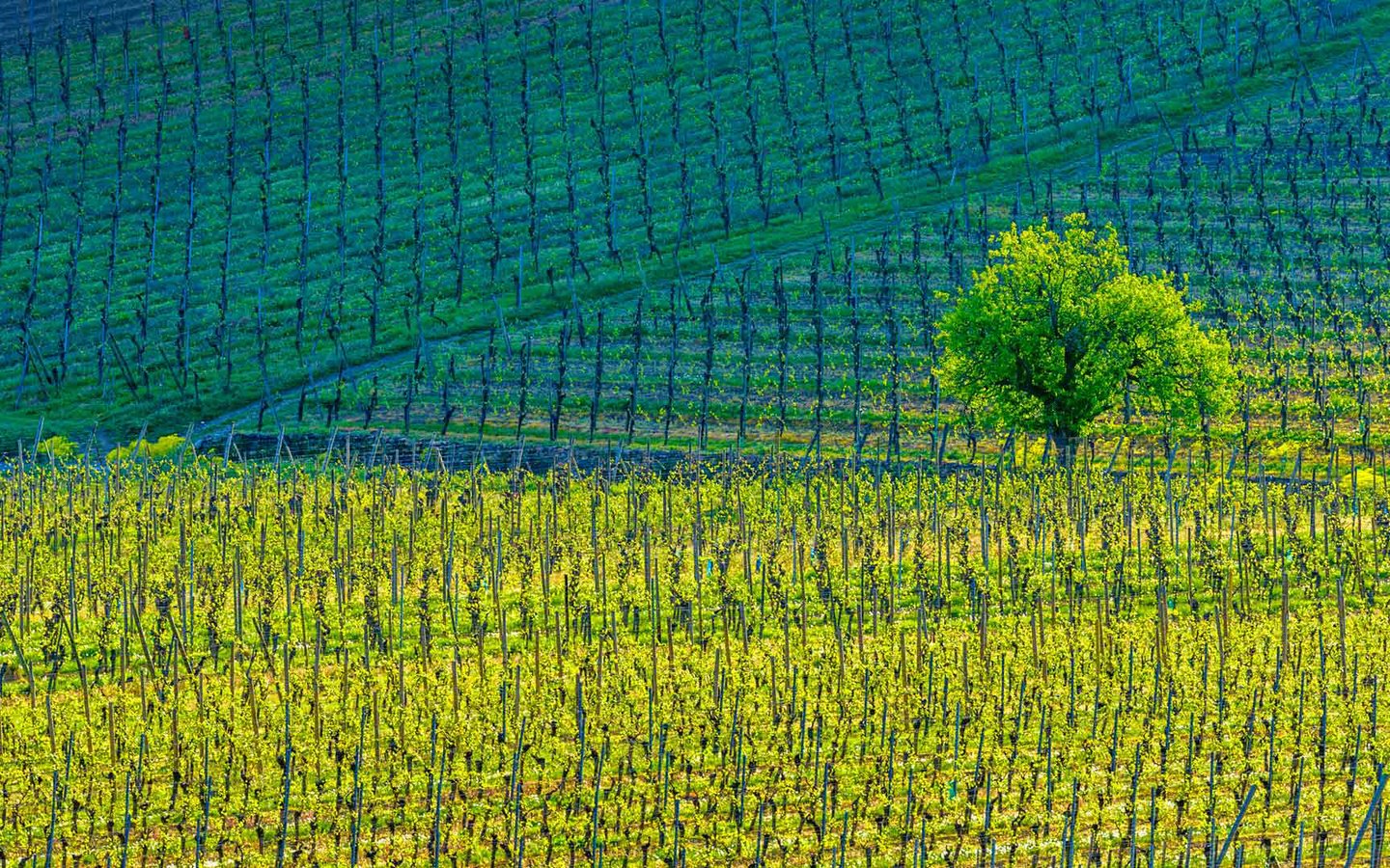 Обои дерево, краски, франция, виноградники, кьенцхайм, tree, paint, france, the vineyards, kientzheim разрешение 1920x1080 Загрузить