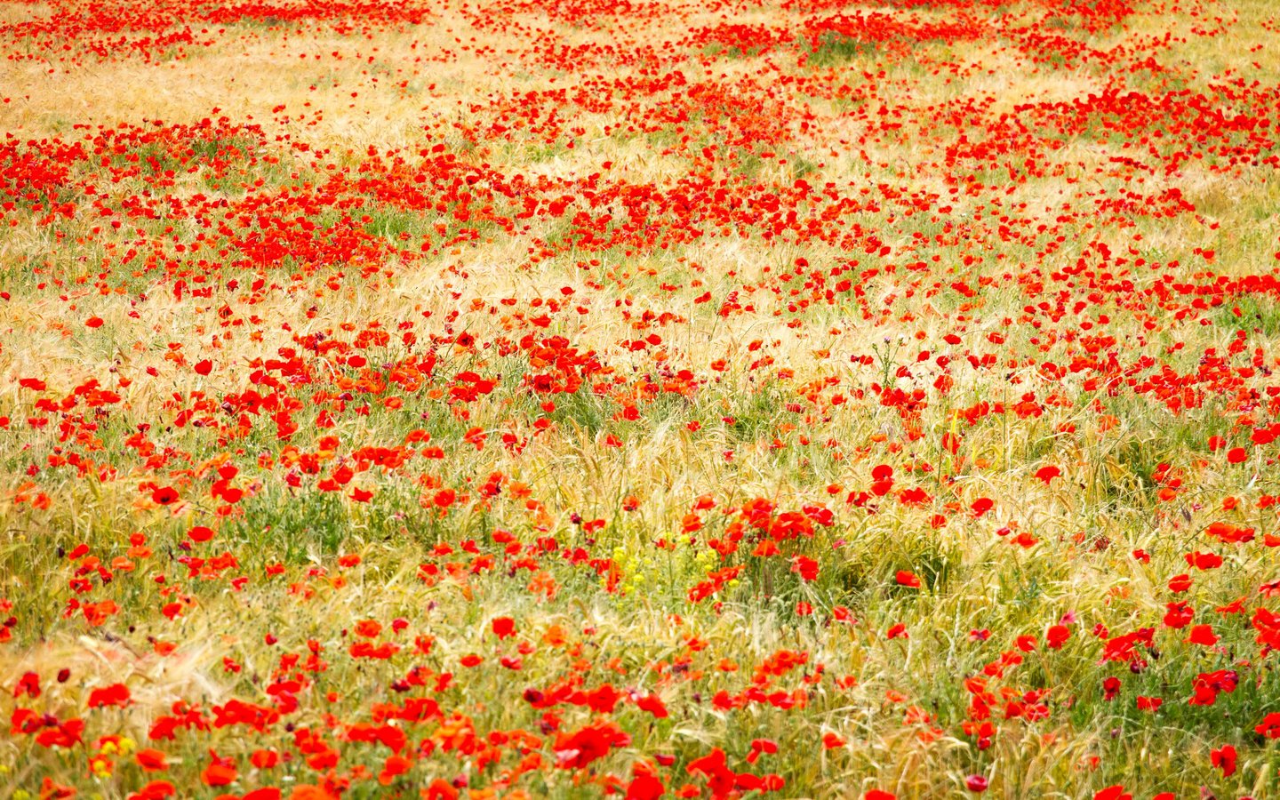 Обои трава, поле, красные, маки, grass, field, red, maki разрешение 2400x1600 Загрузить