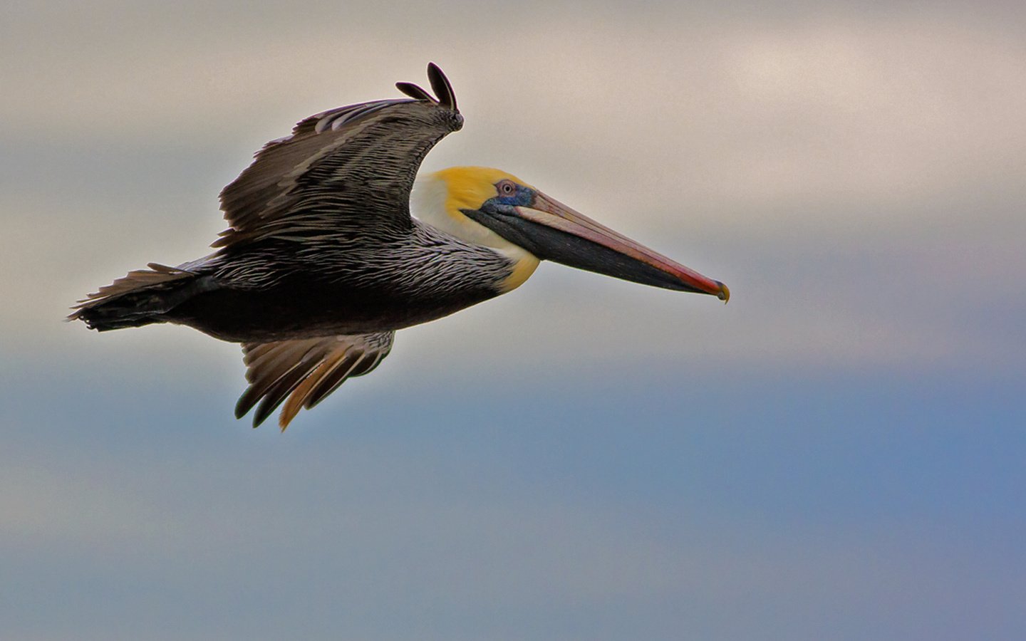 Обои полет, крылья, птица, клюв, пеликан, flight, wings, bird, beak, pelican разрешение 1920x1179 Загрузить