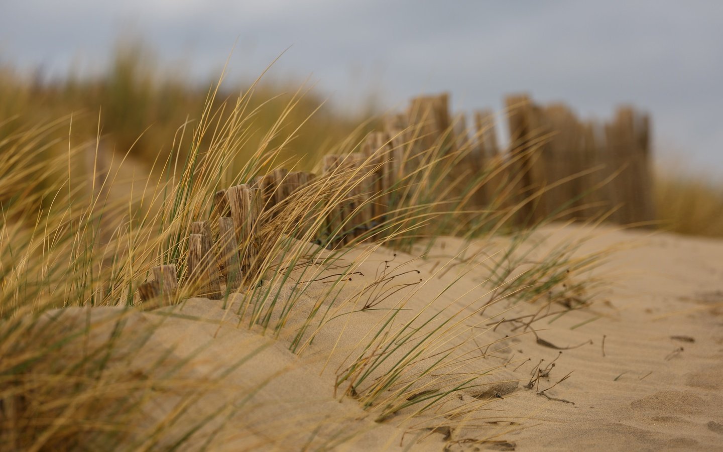 Обои трава, ветряная, природа, дюна, песок, пляж, забор, ветер, дюны, песка, изгородь, fence, grass, wind, nature, dune, sand, beach, the fence, the wind, dunes разрешение 2048x1280 Загрузить