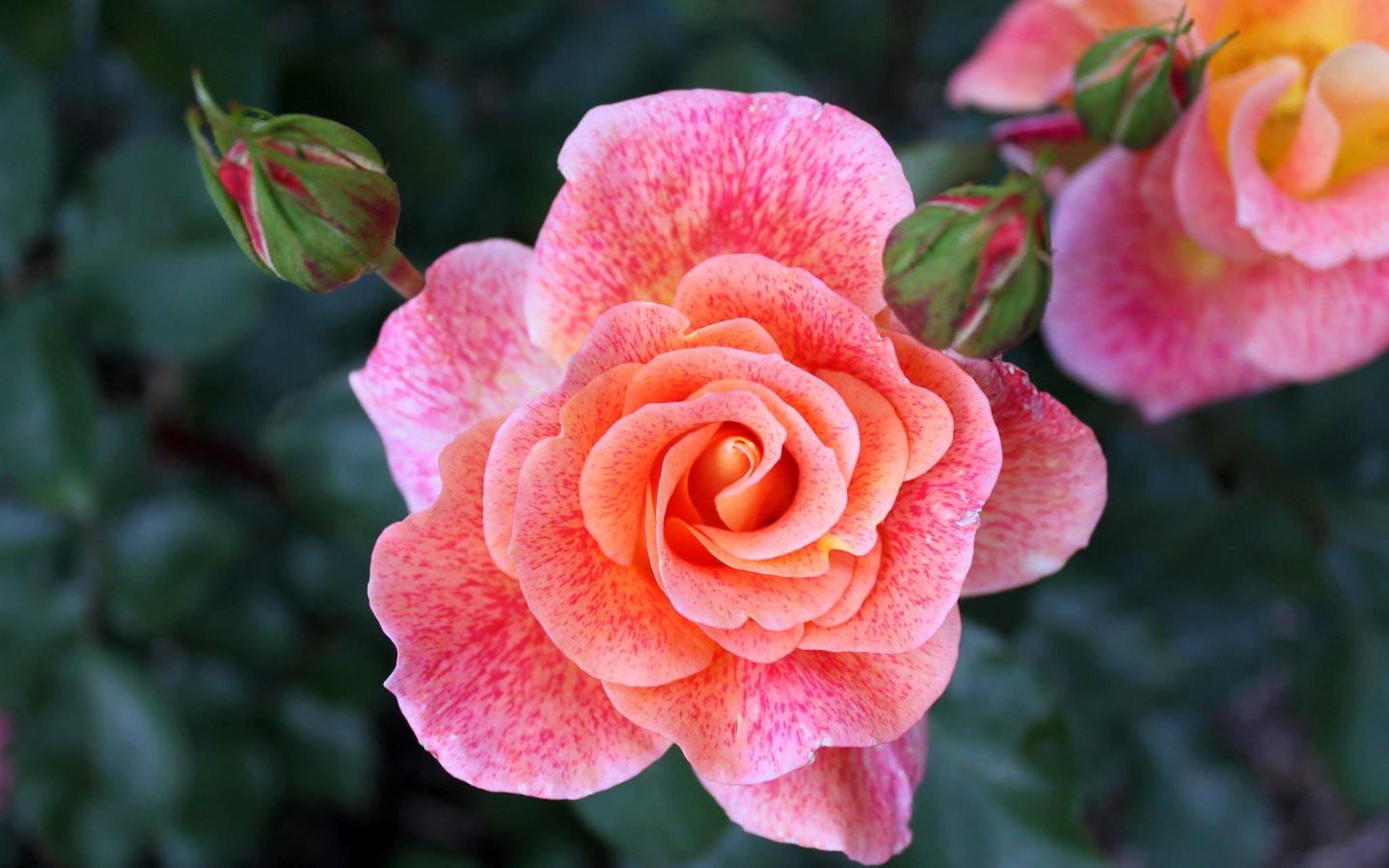 Обои цветы, бутоны, макро, роза, розовый, flowers, buds, macro, rose, pink разрешение 2048x1365 Загрузить