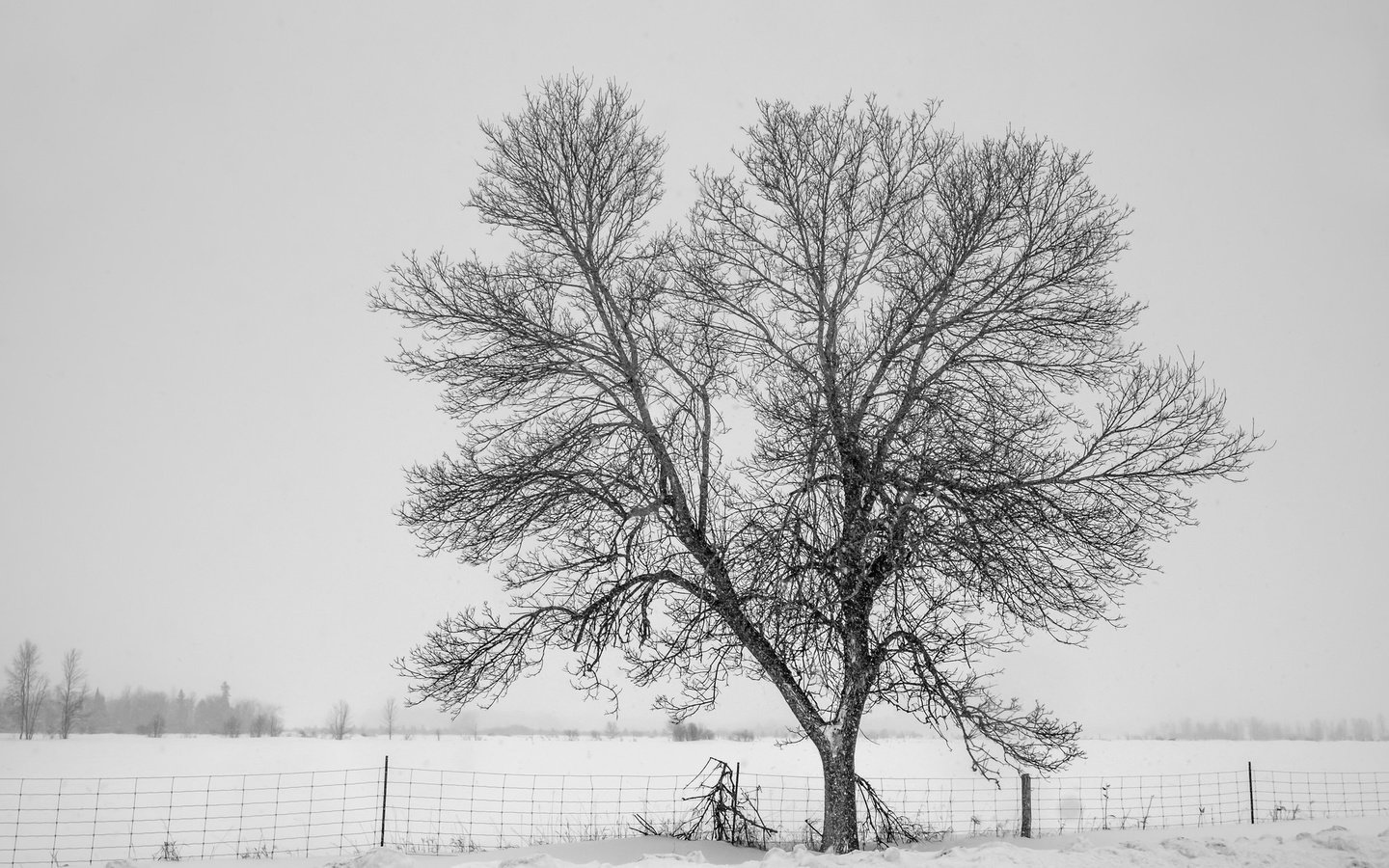 Обои снег, дерево, зима, туман, забор, холод, изгородь,     дерево, snow, tree, winter, fog, the fence, cold, fence разрешение 2048x1365 Загрузить