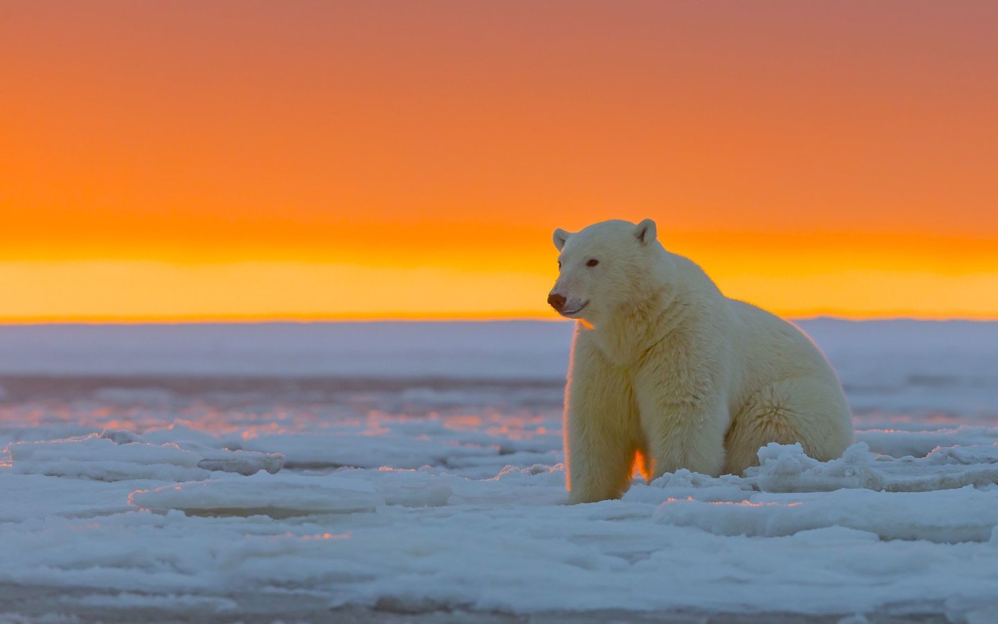 Обои закат, лёд, белый медведь, аляска, sunset, ice, polar bear, alaska разрешение 3720x2480 Загрузить