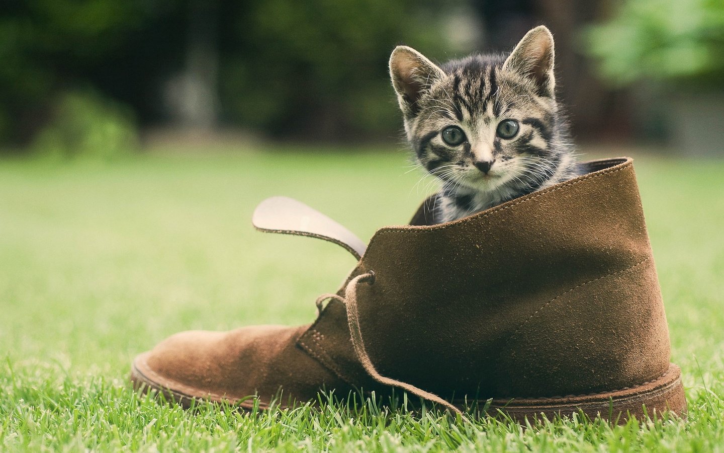 Обои трава, зелень, кошка, котенок, мордашка, обувь, башмак, grass, greens, cat, kitty, face, shoes, shoe разрешение 1920x1200 Загрузить