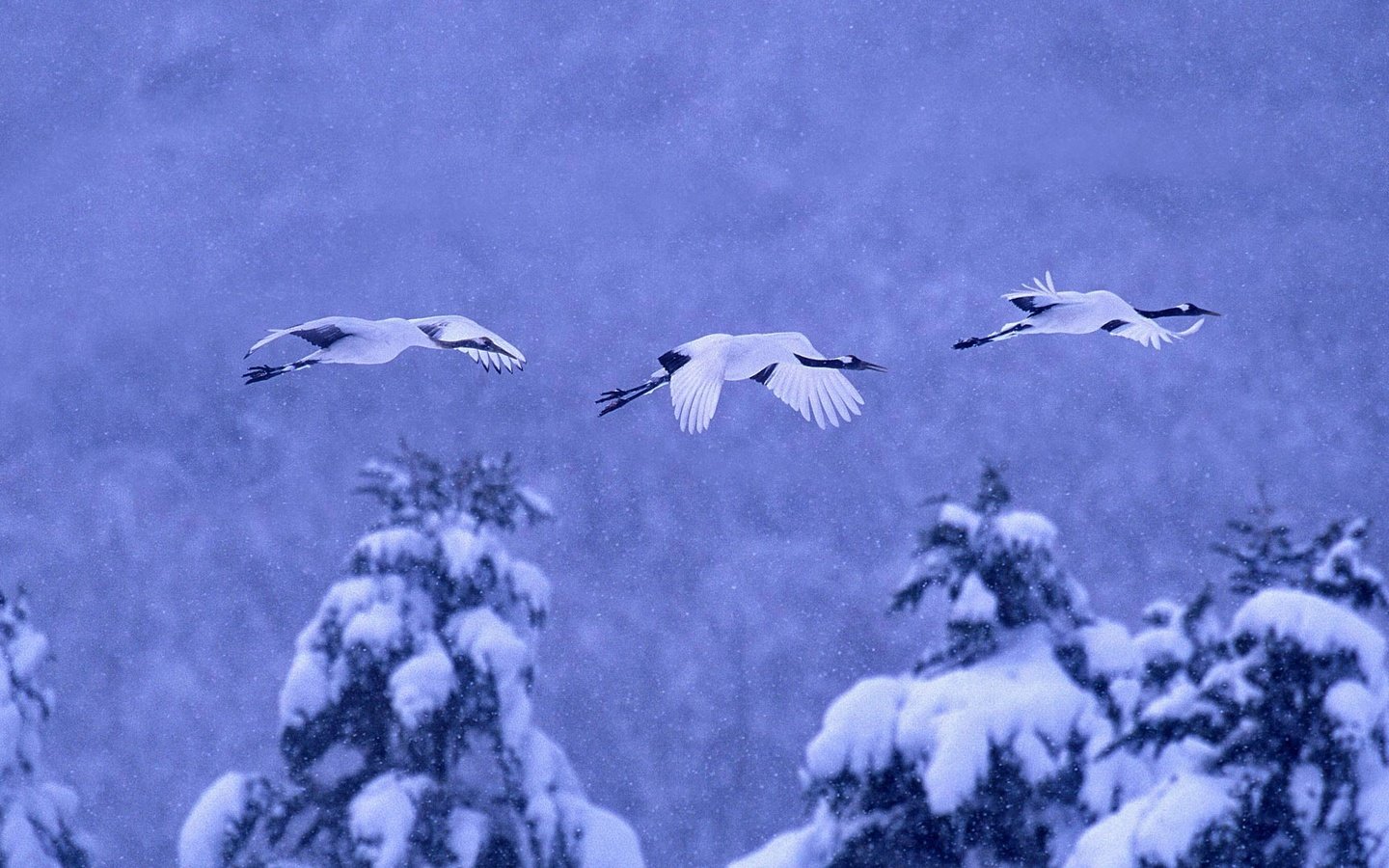 Обои природа, зима, птицы, журавль, японский, nature, winter, birds, crane, japanese разрешение 1920x1080 Загрузить