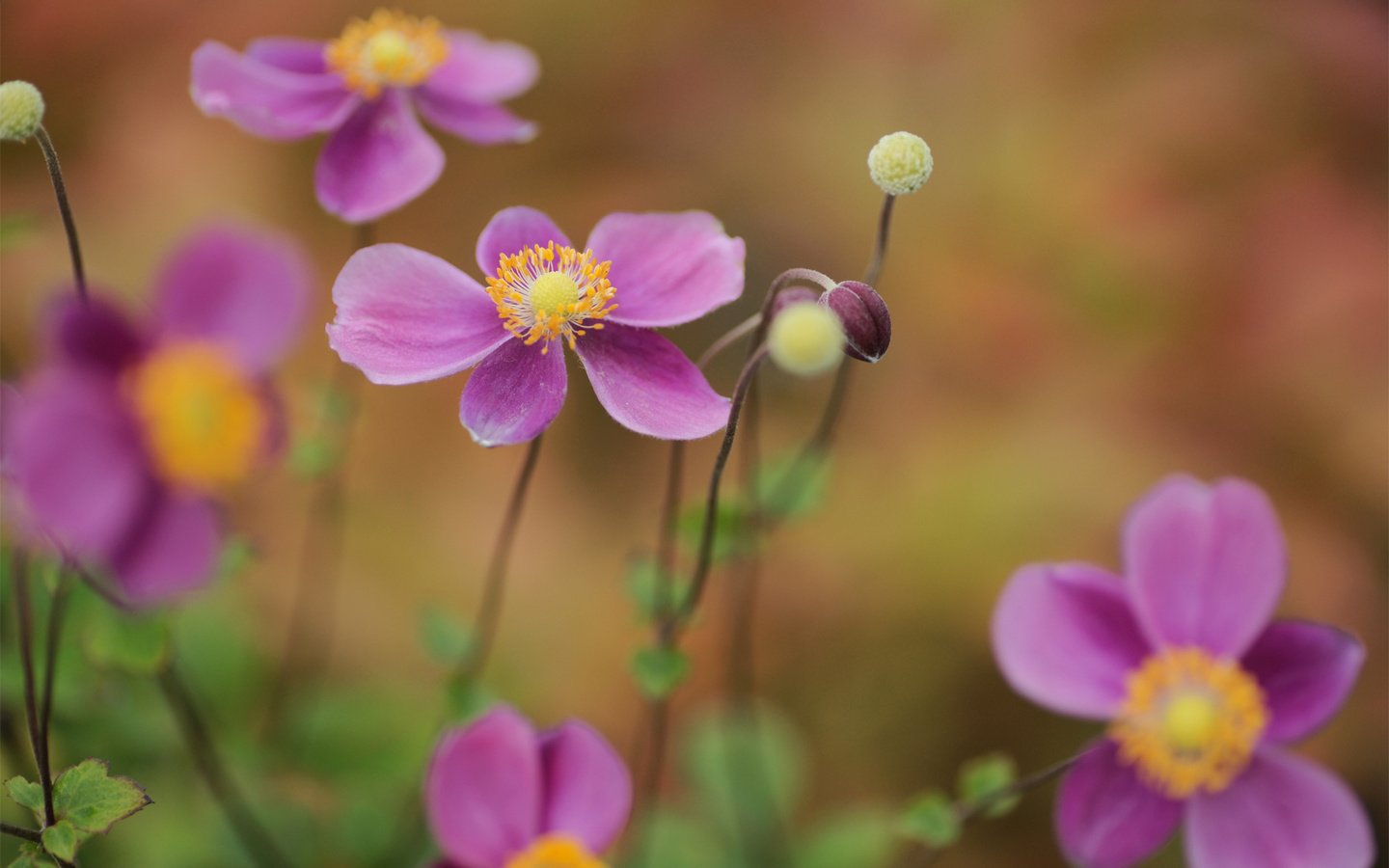 Обои цветы, природа, бутоны, анемона, анемон, фокус, flowers, nature, buds, anemone, focus разрешение 1920x1200 Загрузить