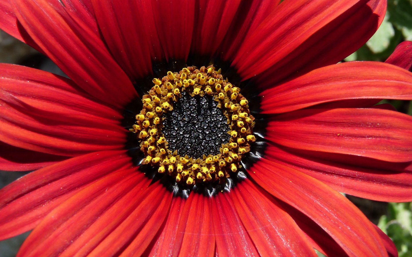 Обои макро, цветок, лепестки, makro, остеоспермум, macro, flower, petals, osteospermum разрешение 3648x2526 Загрузить