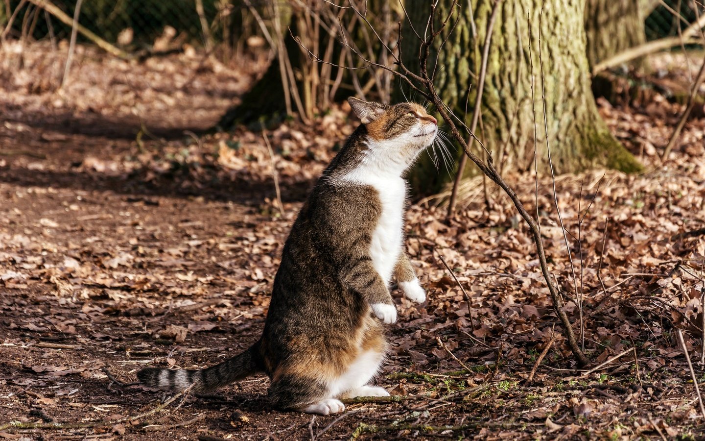 Обои природа, фон, мордочка, кошка, осень, лапки, nature, background, muzzle, cat, autumn, legs разрешение 2048x1365 Загрузить