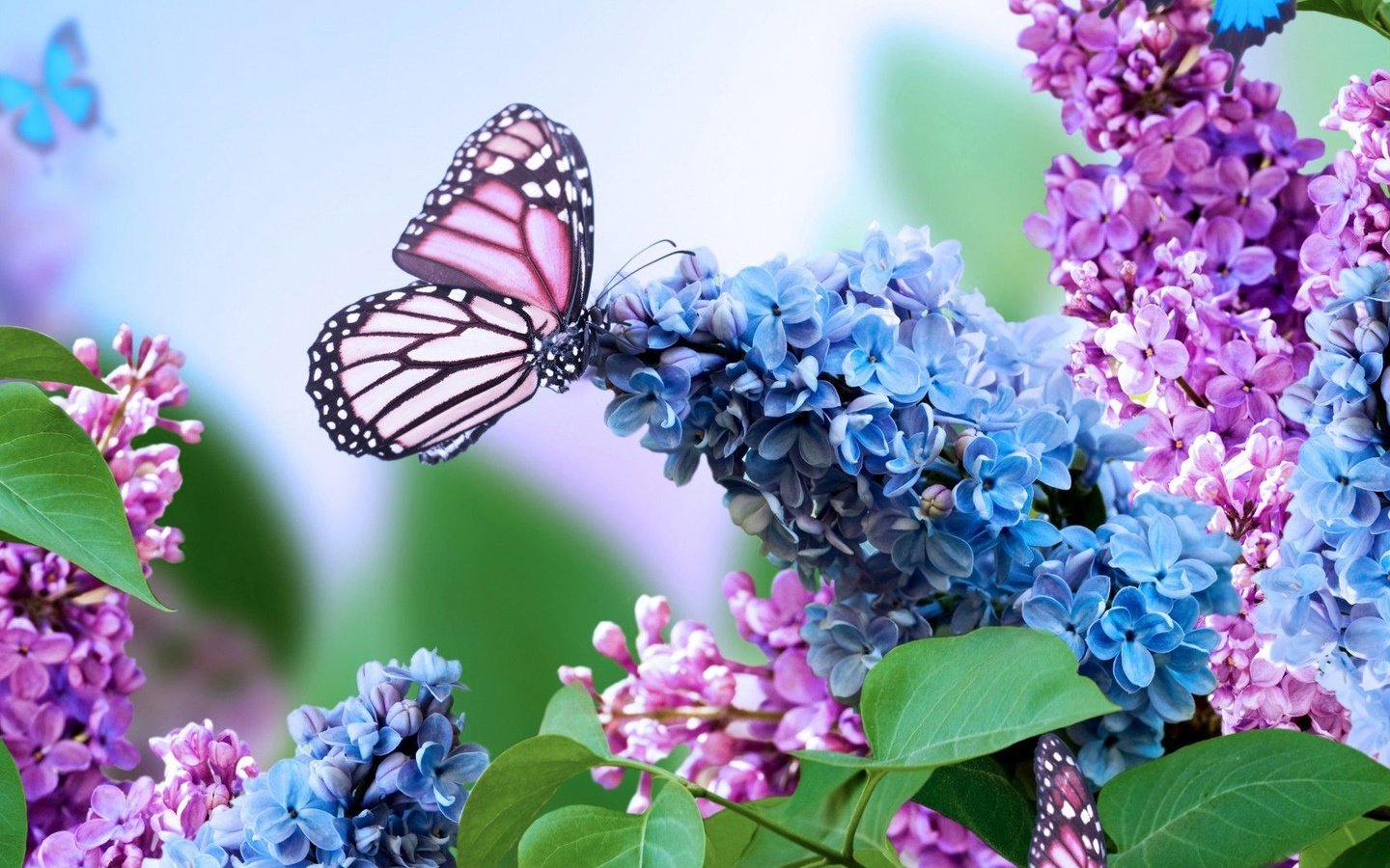 Обои цветы, насекомое, бабочка, сирень, flowers, insect, butterfly, lilac разрешение 1920x1080 Загрузить