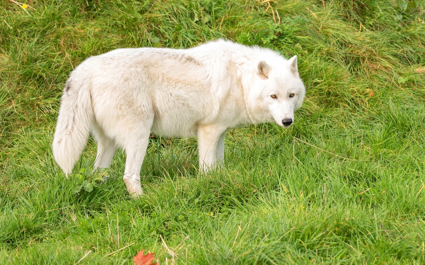 Обои трава, зелень, белый, хищник, волк, grass, greens, white, predator, wolf разрешение 3000x1821 Загрузить