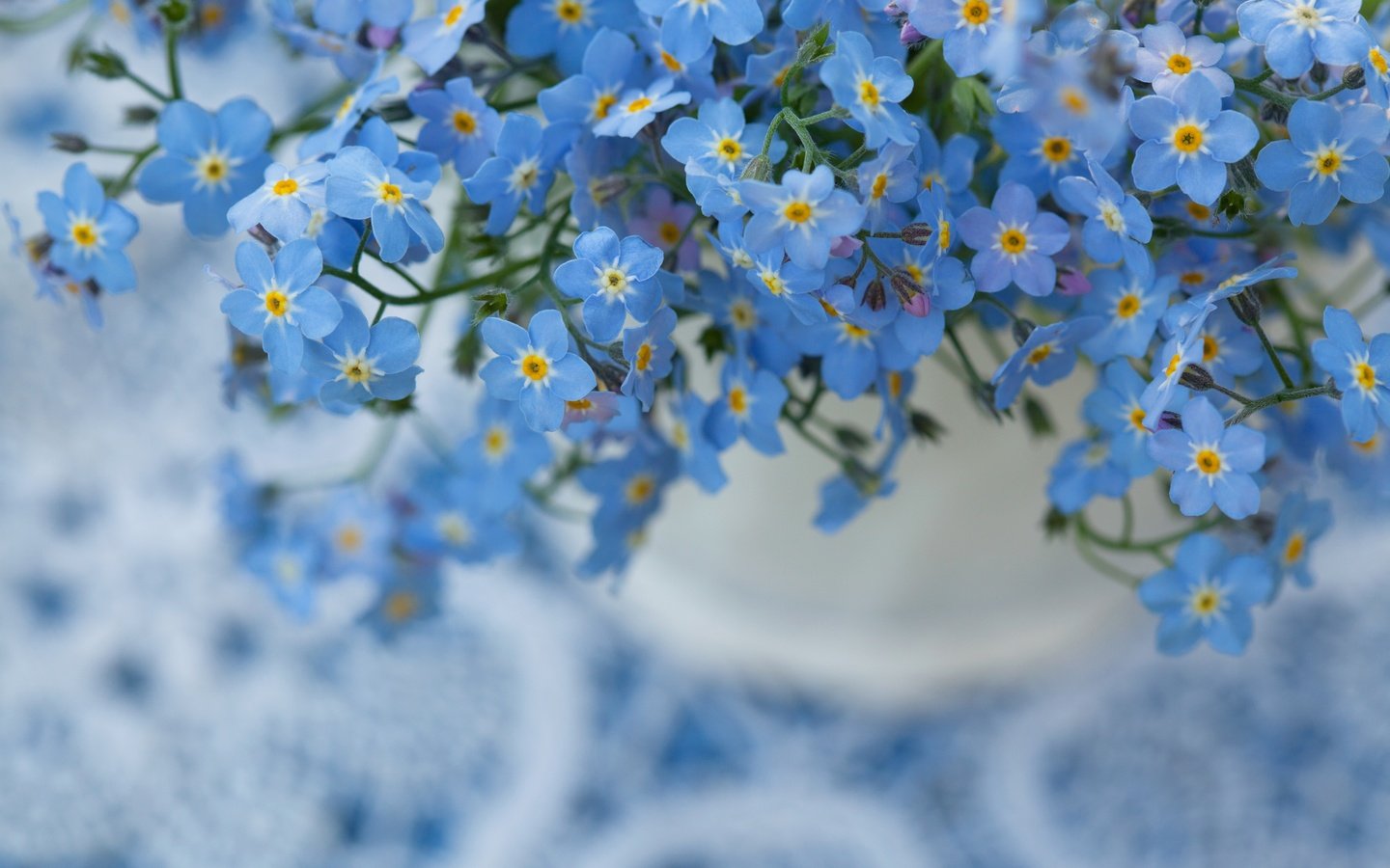 Обои цветы, природа, макро, фон, незабудка, flowers, nature, macro, background, forget-me-not разрешение 5616x3744 Загрузить