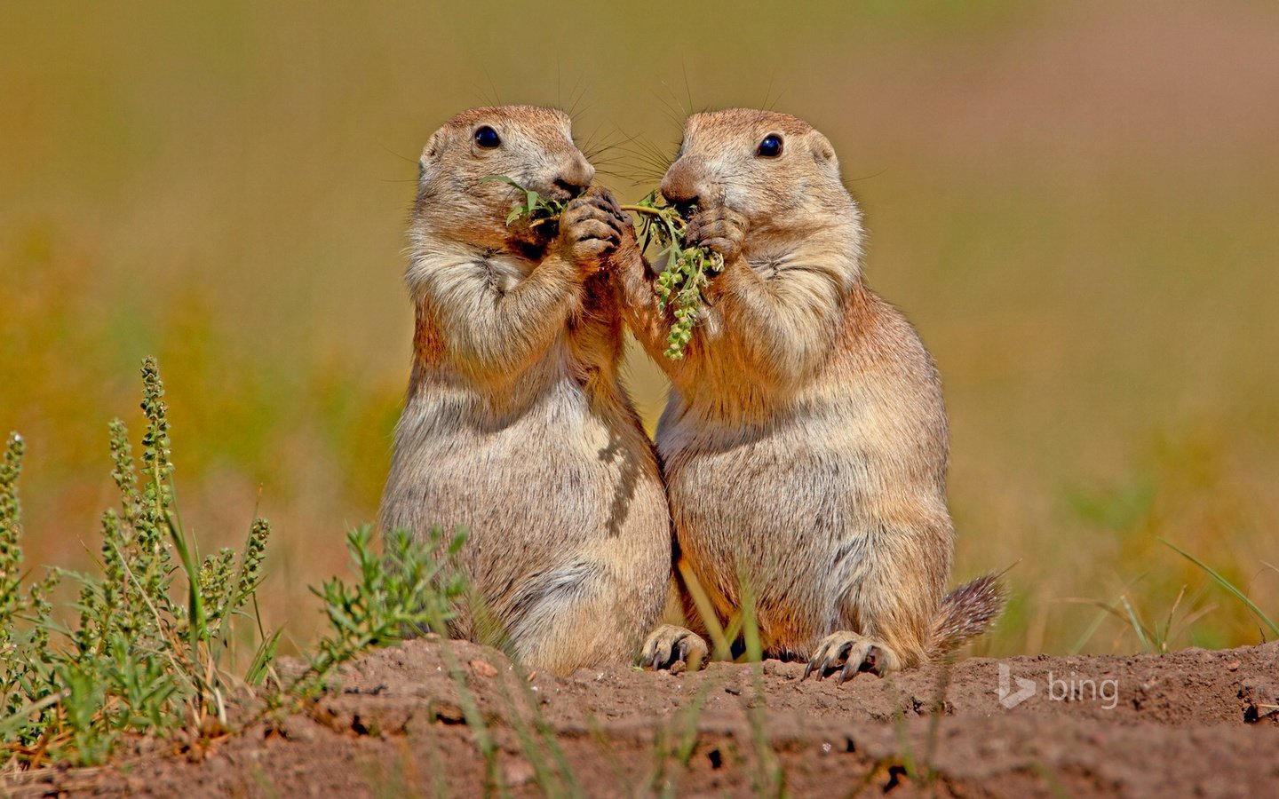 Обои природа, животные, грызуны, луговая собачка, nature, animals, rodents, prairie dog разрешение 1920x1200 Загрузить