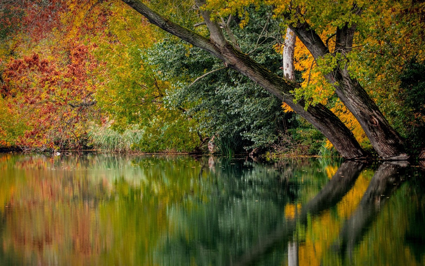 Обои деревья, река, природа, листья, отражение, осень, trees, river, nature, leaves, reflection, autumn разрешение 5861x3297 Загрузить