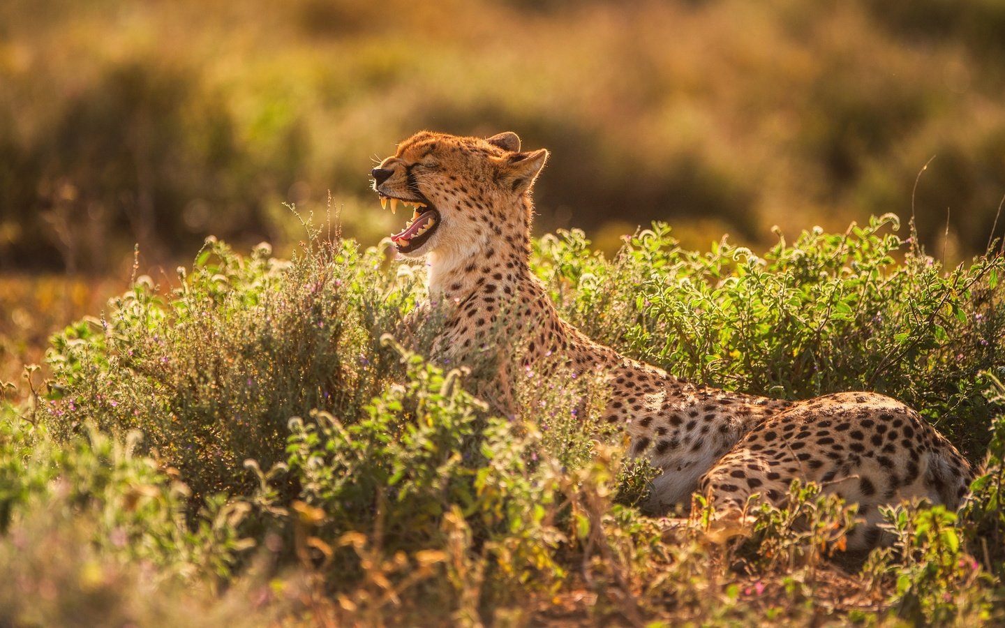 Обои свет, хищник, зубы, пасть, гепард, зевает, light, predator, teeth, mouth, cheetah, yawns разрешение 2500x1406 Загрузить