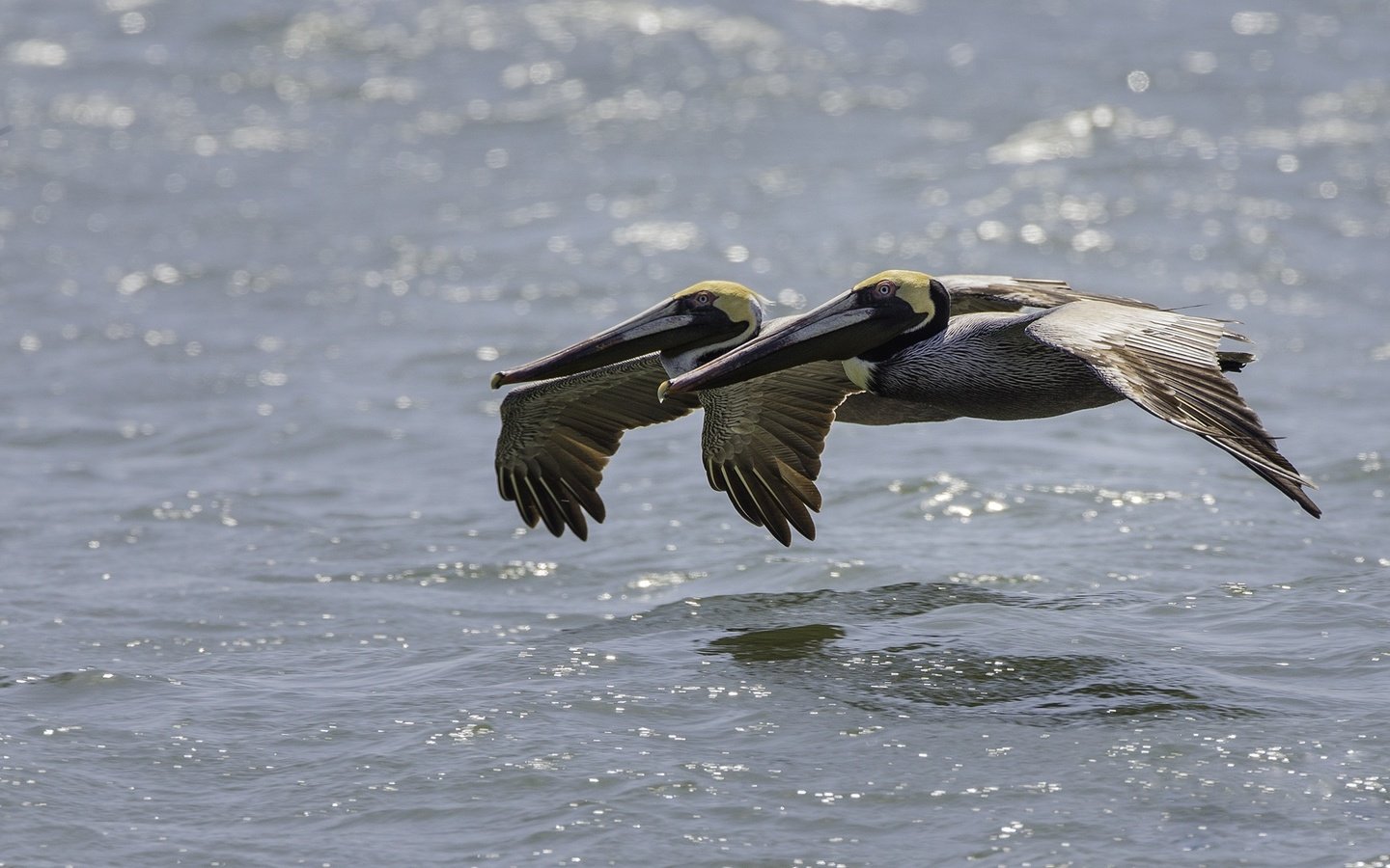 Обои вода, полет, птицы, пеликан, пеликаны, water, flight, birds, pelican, pelicans разрешение 2000x1250 Загрузить