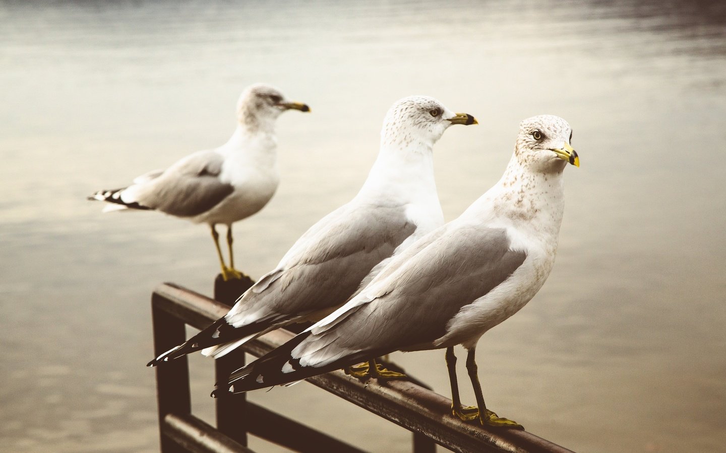 Обои фон, чайка, птицы, клюв, перья, чайки, background, seagull, birds, beak, feathers, seagulls разрешение 2048x1365 Загрузить