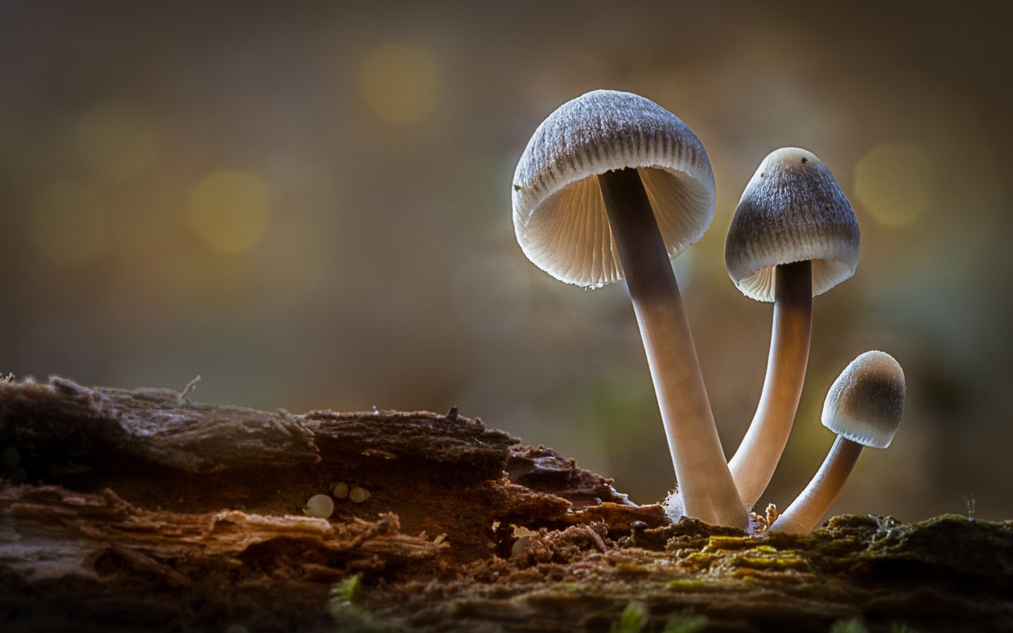 Обои лес, осень, грибы, гриб, боке, sophiaspurgin, forest, autumn, mushrooms, mushroom, bokeh разрешение 5165x3443 Загрузить