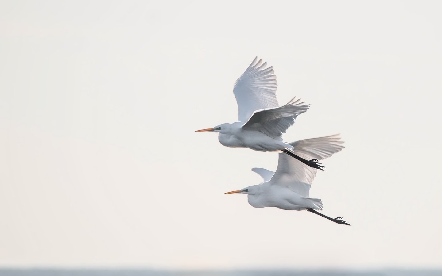 Обои небо, полет, крылья, птицы, цапля, the sky, flight, wings, birds, heron разрешение 2500x1669 Загрузить