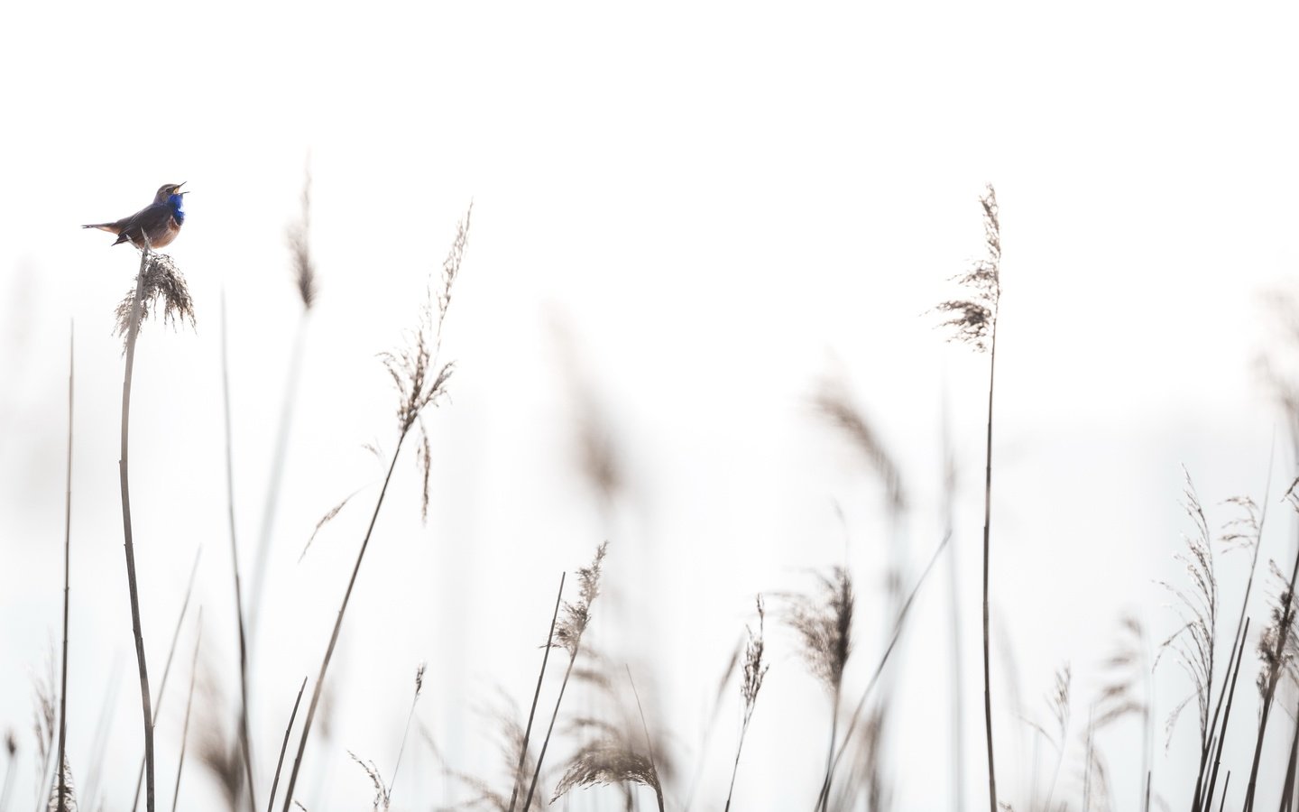 Обои трава, природа, фон, птица, колоски, grass, nature, background, bird, spikelets разрешение 3821x2139 Загрузить