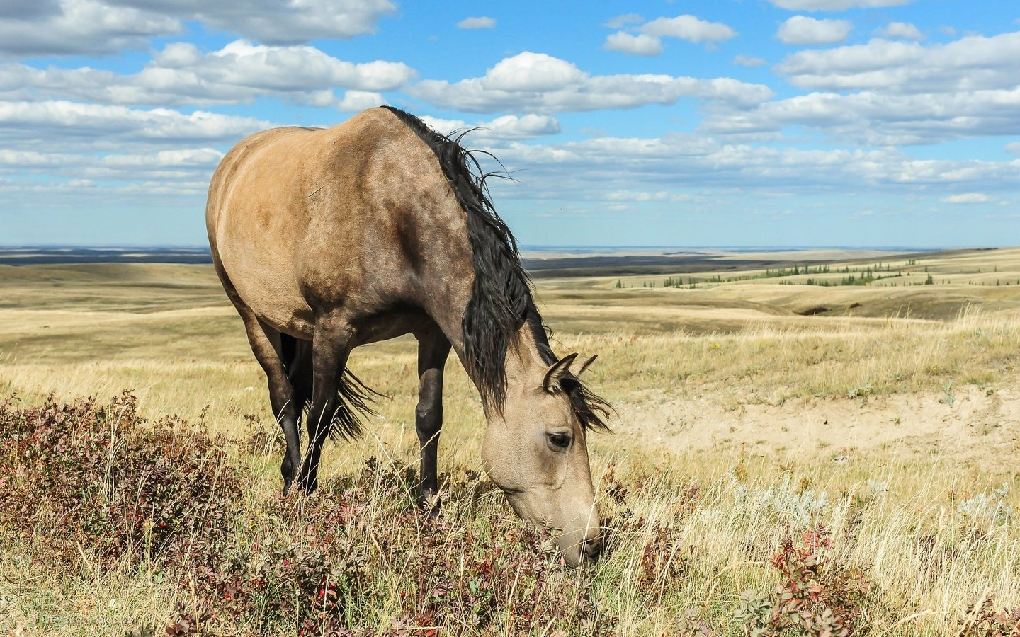 Обои небо, лошадь, облака, природа, поле, конь, грива, the sky, horse, clouds, nature, field, mane разрешение 2048x1363 Загрузить