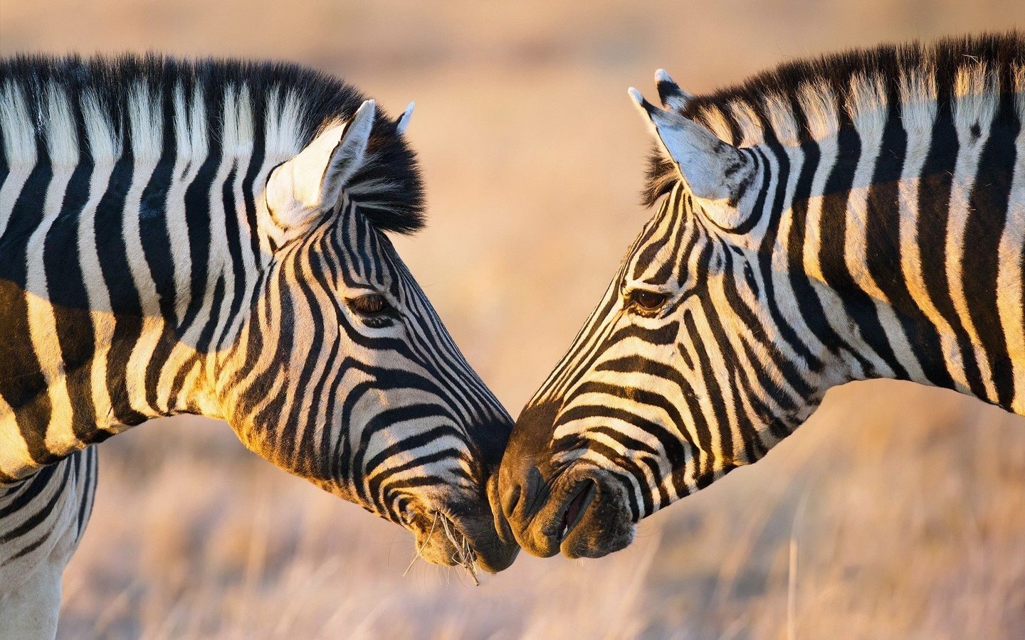 Обои зебра, животные, африка, зебры, zebra, animals, africa разрешение 1920x1200 Загрузить