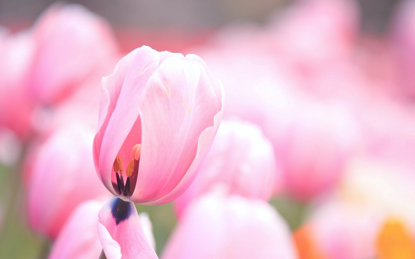 Обои цветы, бутоны, лепестки, тюльпаны, розовые, нежные, flowers, buds, petals, tulips, pink, gentle разрешение 1920x1200 Загрузить