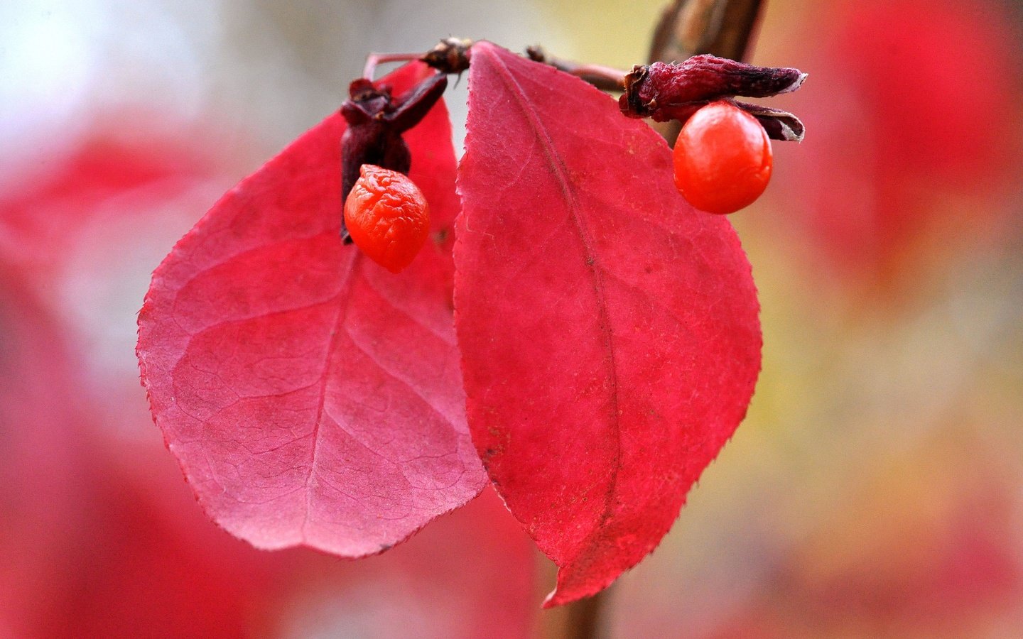 Обои природа, листья, макро, осень, размытость, ягоды, плод, nature, leaves, macro, autumn, blur, berries, the fruit разрешение 2048x1360 Загрузить