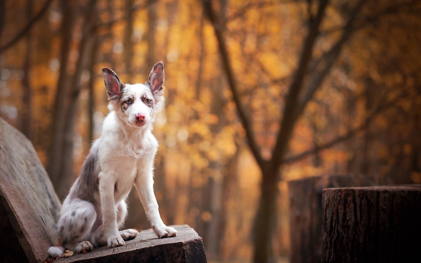 Обои морда, лапы, взгляд, собака, друг, лавка, бордер-колли, face, paws, look, dog, each, shop, the border collie разрешение 2000x1335 Загрузить