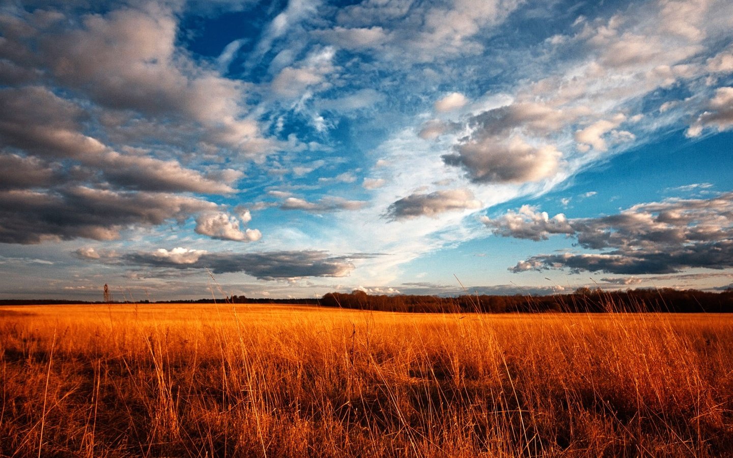 Обои небо, трава, облака, поле, the sky, grass, clouds, field разрешение 1920x1080 Загрузить