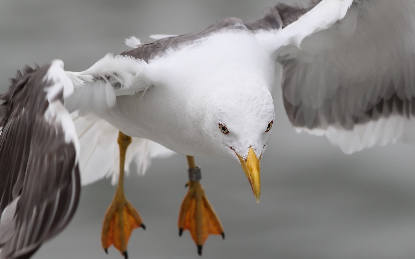 Обои природа, полет, лапы, крылья, чайка, птица, nature, flight, paws, wings, seagull, bird разрешение 2048x1106 Загрузить