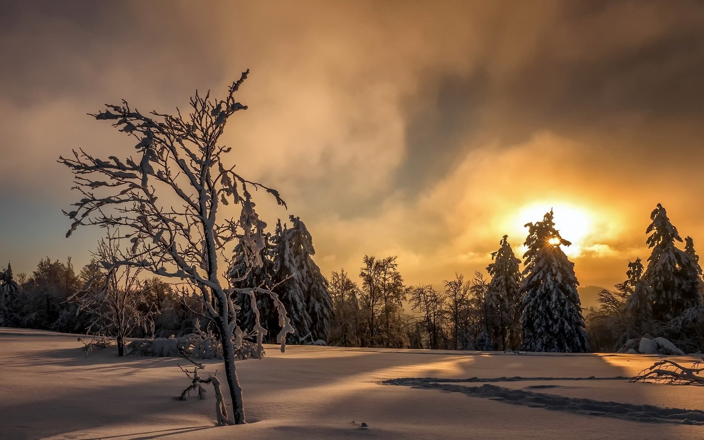 Обои небо, деревья, солнце, снег, лес, закат, зима, следы, the sky, trees, the sun, snow, forest, sunset, winter, traces разрешение 2048x1272 Загрузить