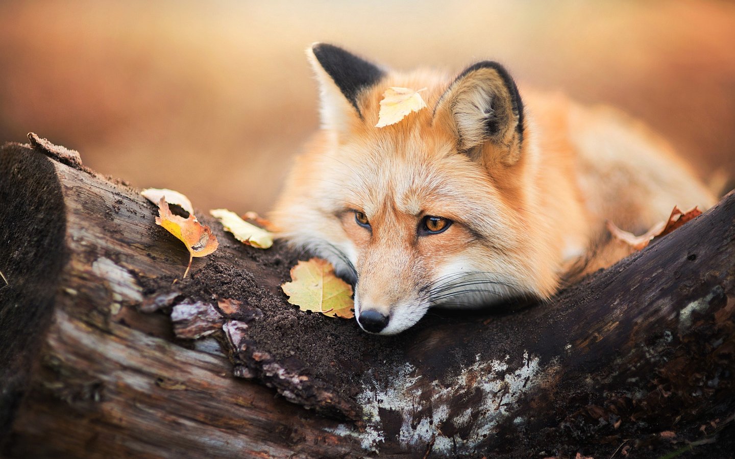 Обои дерево, листья, осень, лиса, лисица, животное, бревно, tree, leaves, autumn, fox, animal, log разрешение 2048x1367 Загрузить